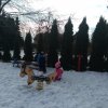 TYGRYSKI - galeria 2020/2021 - 2020 Zabawy na śniegu Tygrysy